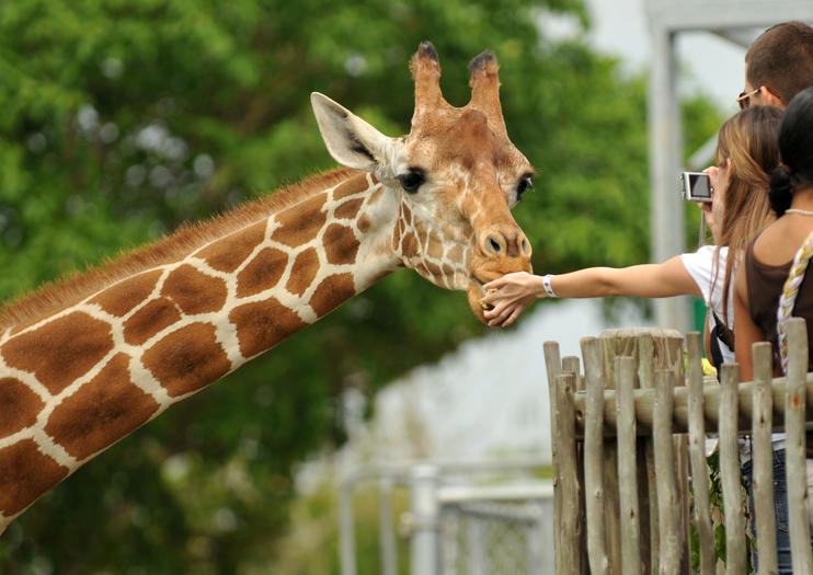 Centre des girafes